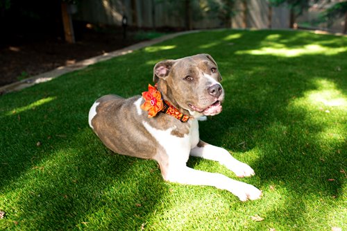 artificialturf_dogc-6.jpg